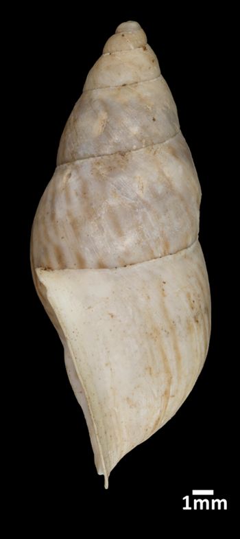 Media type: image;   Malacology 57057 Aspect: lateral